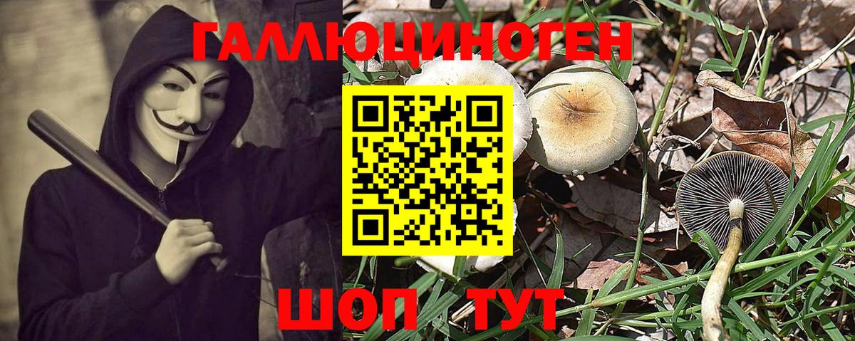Мытищи  Галлюциногенные грибы Psilocybe  Вход с VPN 